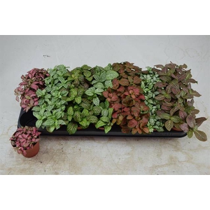 Fittonia mix 8,5Ø 12cm