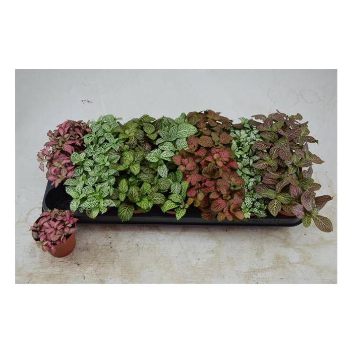<h4>Fittonia mix 8,5Ø 12cm</h4>