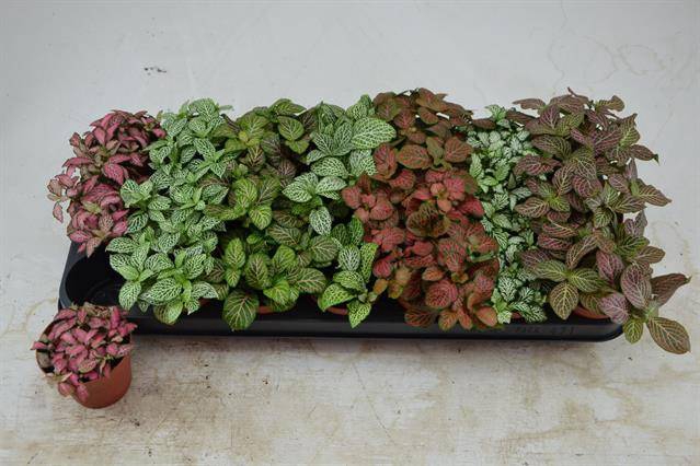 Fittonia mix 8,5Ø 12cm