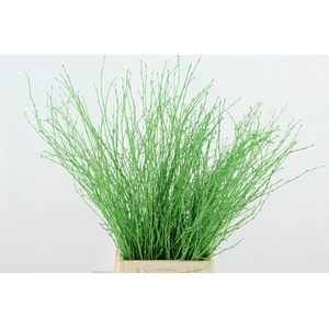 Betula Bs Apple Green FST