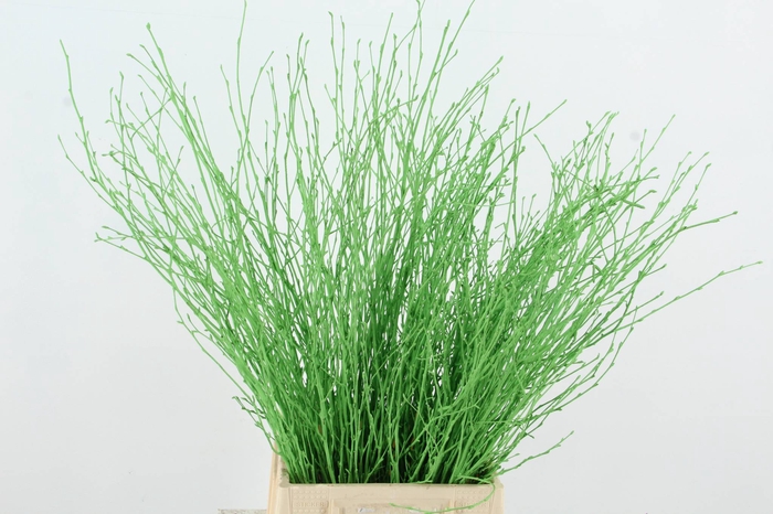 <h4>Betula Bs Apple Green FST</h4>