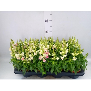 Antirrhinum majus   ...