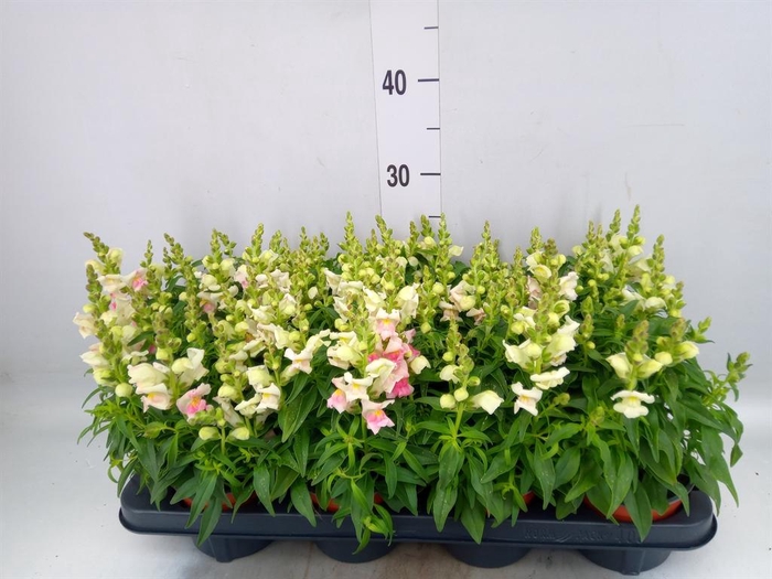 Antirrhinum majus   ...