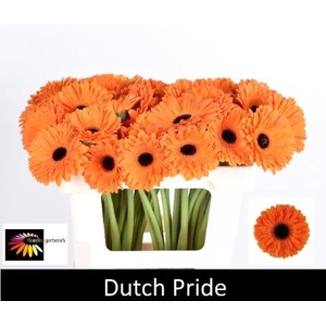 GE GR DUTCH PRIDE
