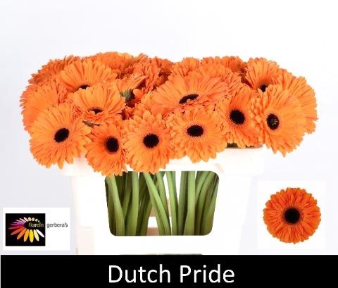 <h4>GE GR DUTCH PRIDE</h4>