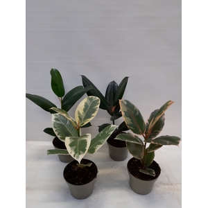 FICUS ELASTICA P13 MIX