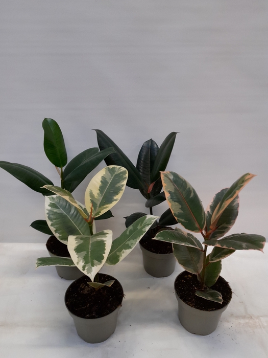 <h4>FICUS ELASTICA P13 MIX</h4>