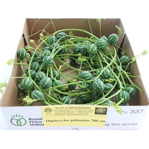 DIPLOCYCLOS PALMATUS 700CM