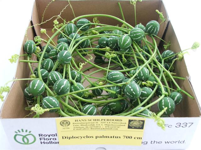 DIPLOCYCLOS PALMATUS 700CM