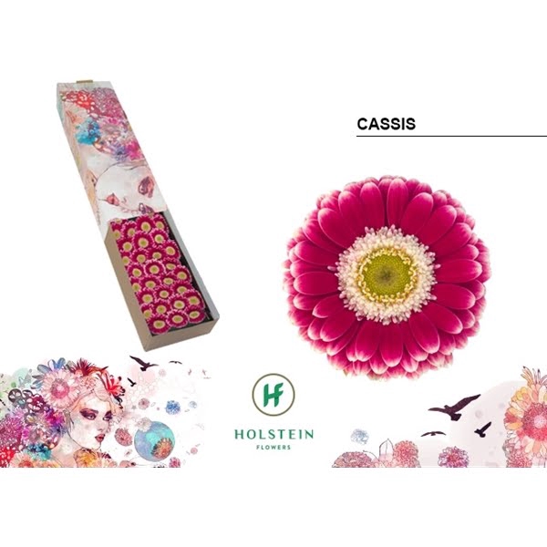 <h4>Ge Mi Cassis Box</h4>