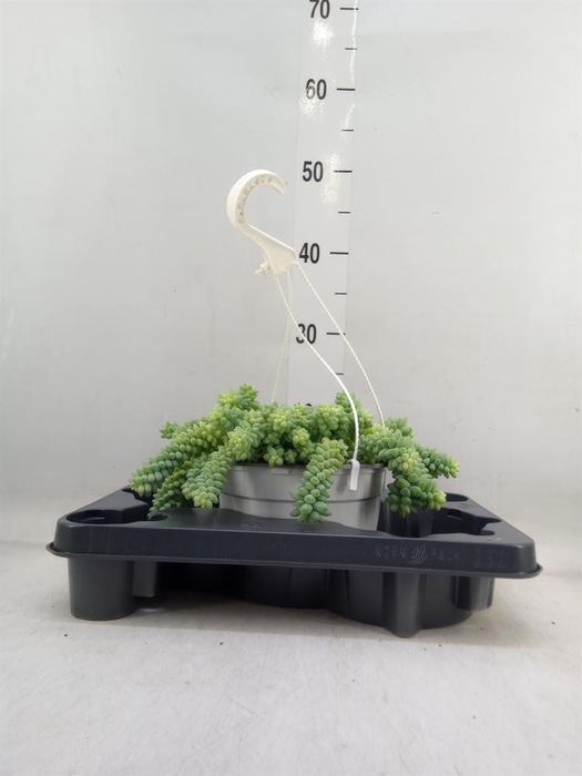 <h4>Sedum burrito</h4>