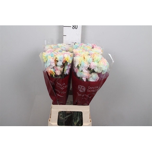 Di St Ov Kl B H% Rainbow Pastel