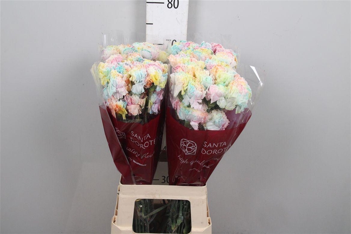 <h4>Di St Ov Kl B H% Rainbow Pastel</h4>