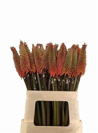 <h4>Knip Alcazar</h4>