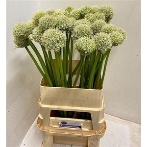 Allium White Giant