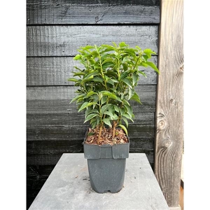 Prunus lusitanica 'Angustifolia' P17