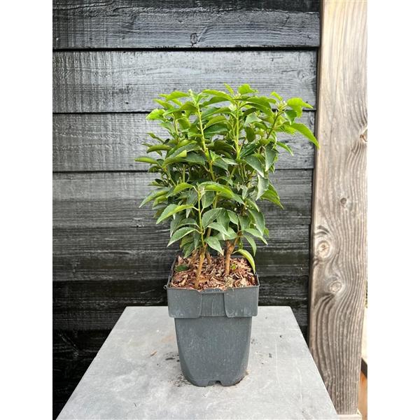 <h4>Prunus lusitanica 'Angustifolia' P17</h4>