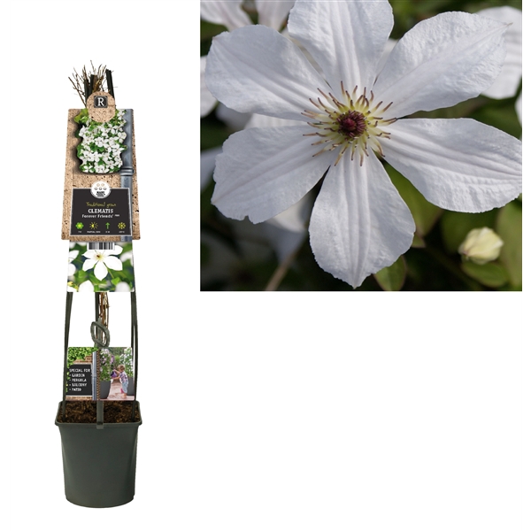 <h4>Clematis 'Forever Friends' PBR +3.0 label</h4>