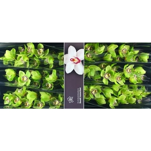 Cymb Tak Robin Hood x 6