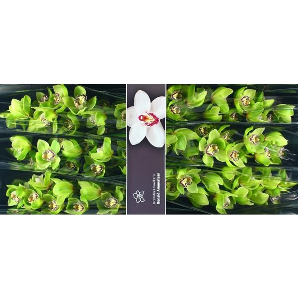 <h4>Cymb Tak Robin Hood x 6</h4>