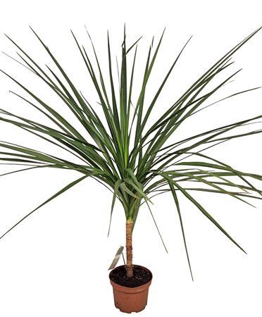 <h4>Cordyline Australis Green Star</h4>