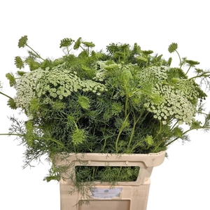 Ammi Visnaga