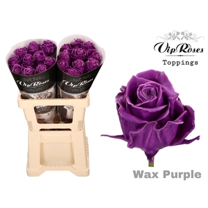 R Gr Wax Purple (60cm)