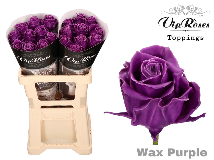 <h4>R GR WAX PURPLE (60CM)</h4>