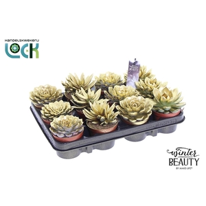 Winterbeauty Succulenten mix Gold