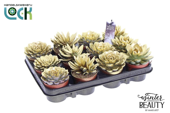 <h4>Winterbeauty Succulenten mix Gold</h4>