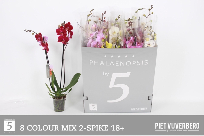 <h4>PHAL GEM 8 KL</h4>
