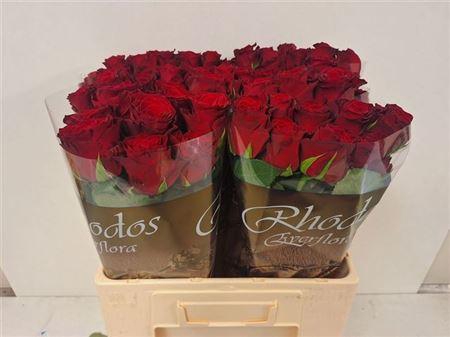 <h4>R Gr Rhodos</h4>