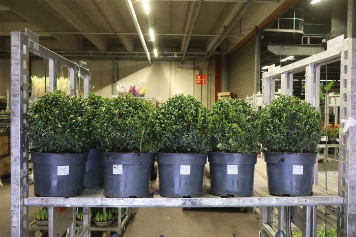 <h4>Buxu Sempervirens</h4>