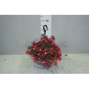 Fuchsia Hangpot Maria