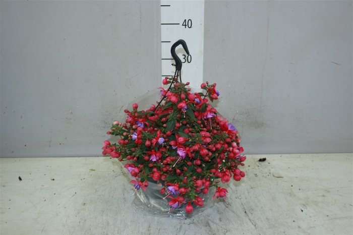 Fuchsia Hangpot Maria
