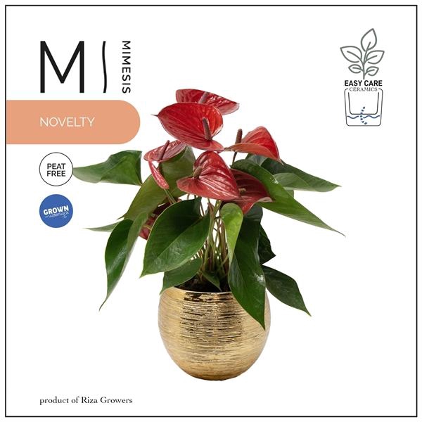 <h4>Mimesis Anthurium KARMA Picanta - 12cm Brush Gold</h4>