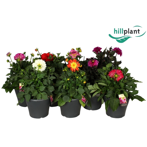 <h4>Dahlia Max. Gemengd</h4>