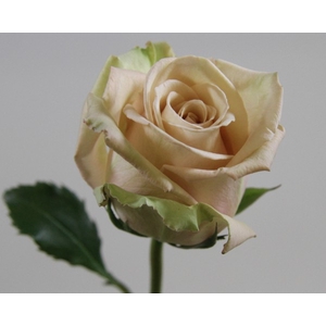 Rosa ec sahara
