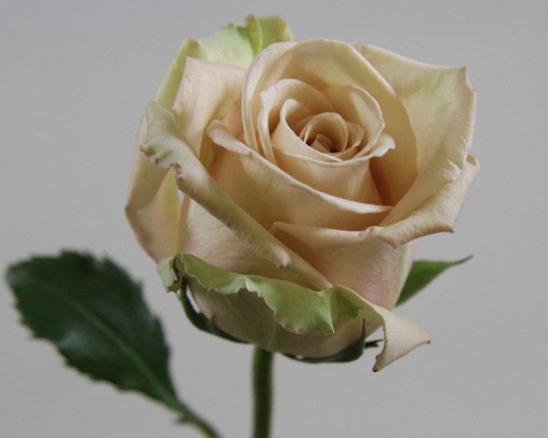 <h4>Rosa ec sahara</h4>