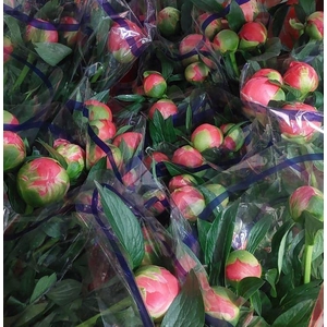 A.Greens - Peony