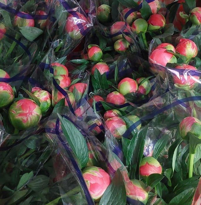 <h4>A.Greens - Peony</h4>