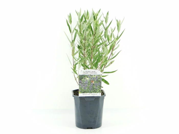 <h4>Caryopteris cland. Kew Blue</h4>