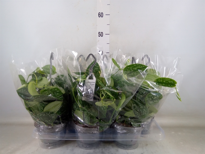<h4>Scindapsus pictus 'Argyraeus'</h4>