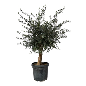 Olea Lorc 50cm