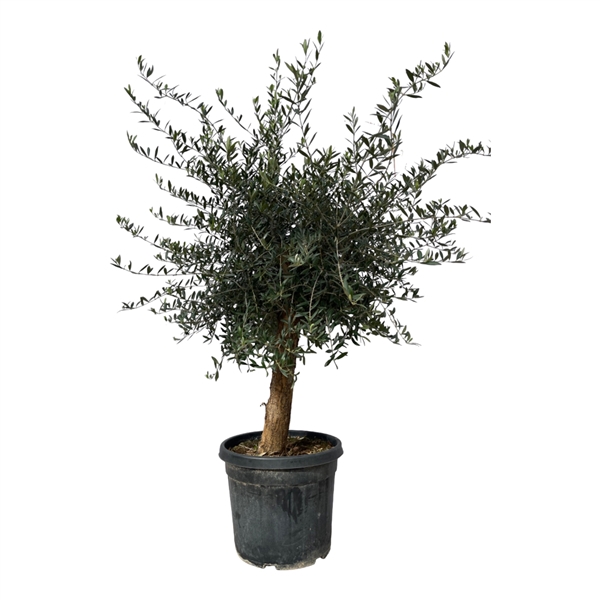 <h4>Olea Lorc 50cm</h4>