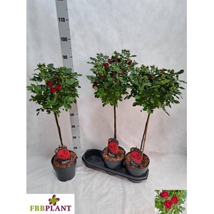 ROSA STEM RED 90CM