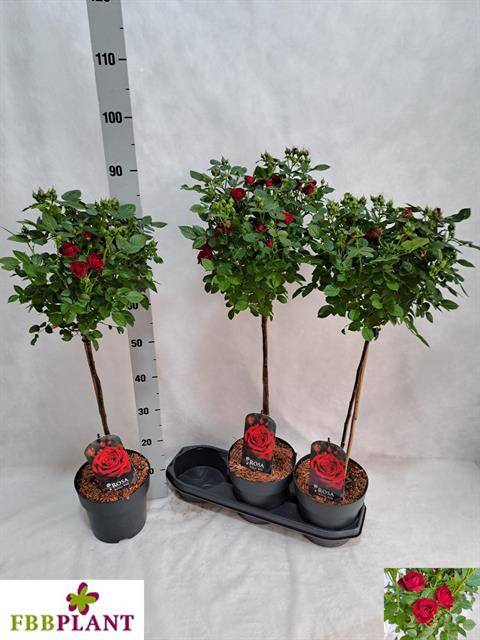 <h4>ROSA STEM RED 90CM</h4>