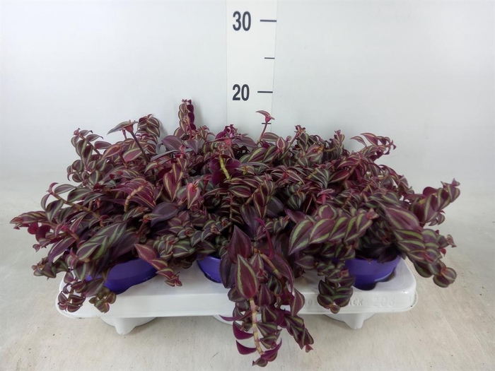 <h4>Tradescantia ...</h4>