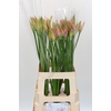Nerine Vesta K