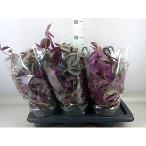 Tradescantia   ...